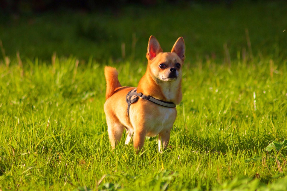 What Do Dogs In a Park Teach Us About Our Emotions?