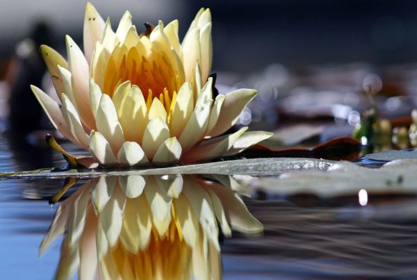 flower reflection mindfulness melbourne hypnotherapy hypnosis reduce stress anxiety lose weight