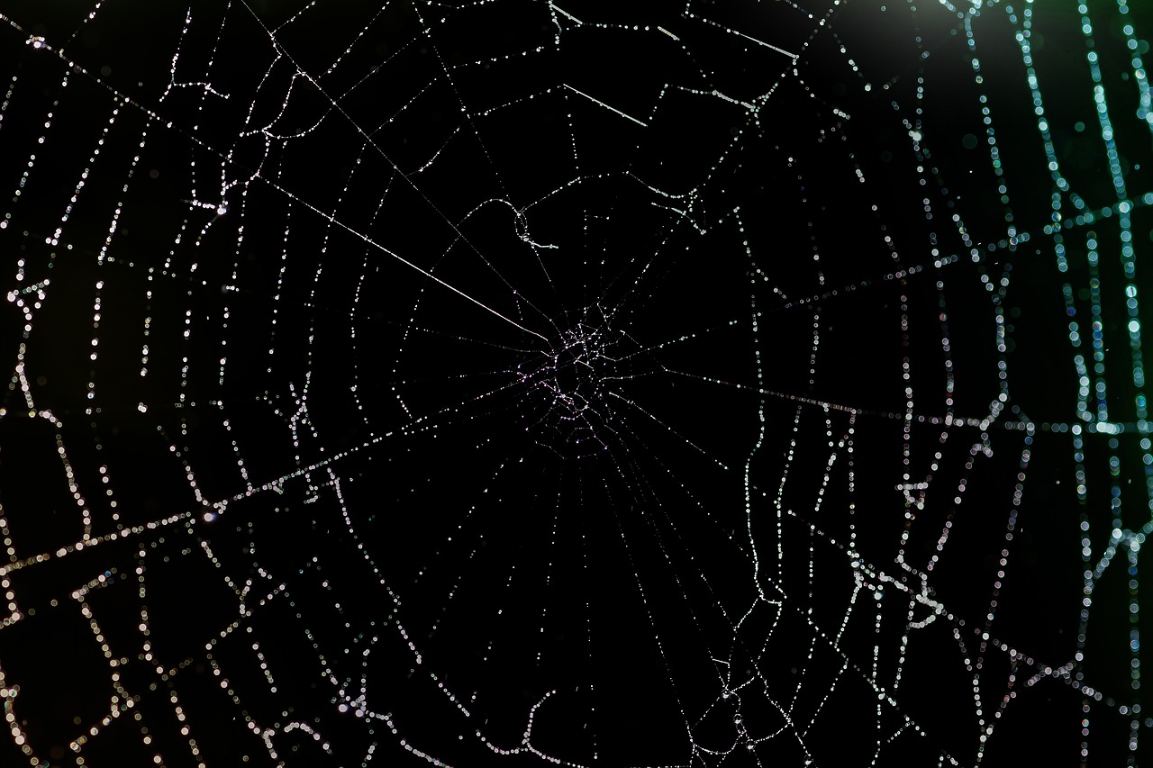 Overcoming Your Fear of Spiders with Hypnotherapy